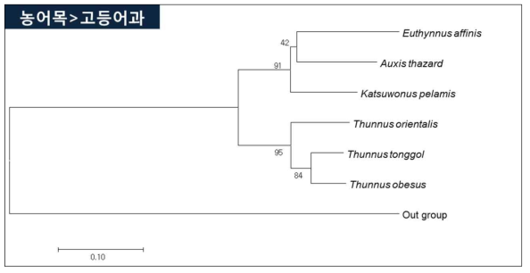 다랑어류 6종의 mt-DNA control region 영역 분자마커 분석에 의한 분자계통학적 유연관계