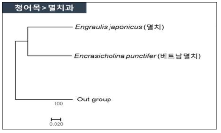 멸치류 2종의 mt-DNA CO1 영역 분자마커 분석에 의한 분자계통학적 유연관계