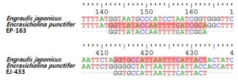 멸치류 mt-DNA CO1영역의 염기서열 비교 및 종특이 마커 개발을 위한 primer 영역