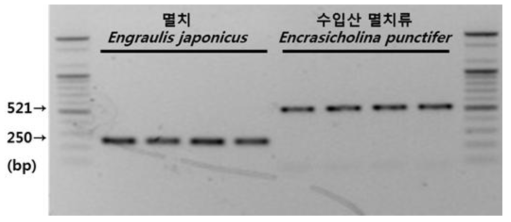 멸치류 2종의 종특이 multiplex PCR primer에 의한 PCR 전기영동 사진