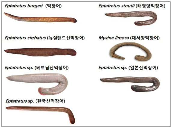 본 연구에 사용된 먹장어류 7종