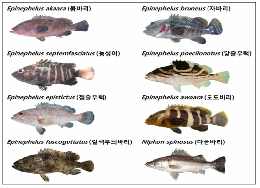 본 연구에 사용된 바리류 8종