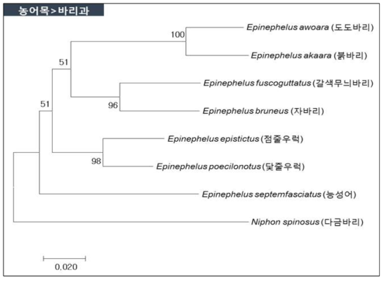 바리류 8종의 mt-DNA CO1 영역 분자마커 분석에 의한 분자계통학적 유연관계