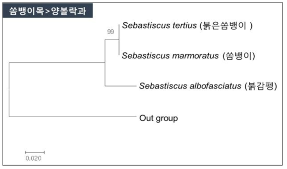 쏨뱅이류 3종의 mt-DNA CO1 영역 분자마커 분석에 의한 분자계통학적 유연관계