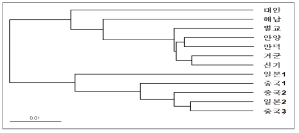 참꼬막 집단의 유전적 유연관계 계통수 (reference data)