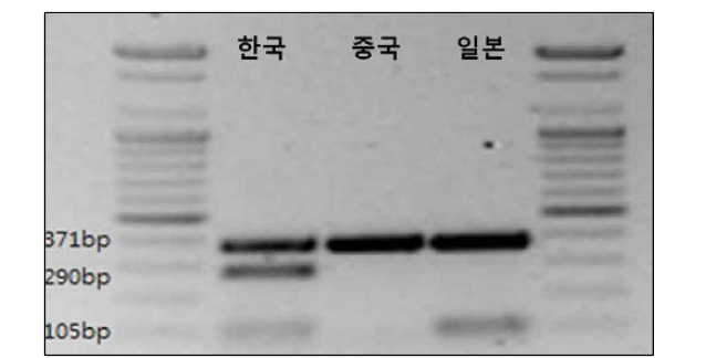 기수재첩의 원산지 판별 간편 PCR법 개발