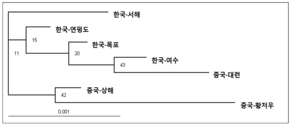 꽃게(Portunus trituberculatus) 집단에서의 CO1유전자에 의한 유전적 유연관계 계통수