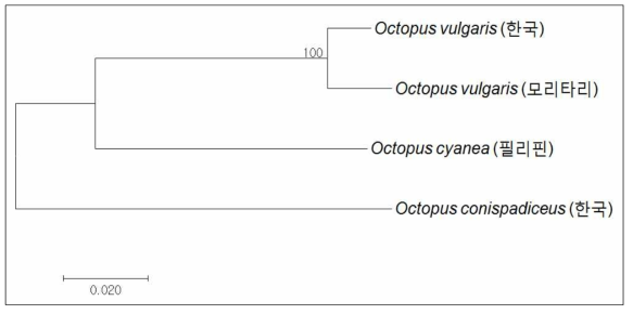 문어류 3종의 mt-DNA Cyt-b 영역 분자마커 분석에 의한 유전적 유연관계 계통수