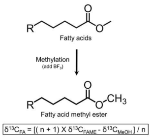 Methylation 과정으로 생기는 지방산의 탄소 안정동위원소 분별작용을 보정하는 방정식