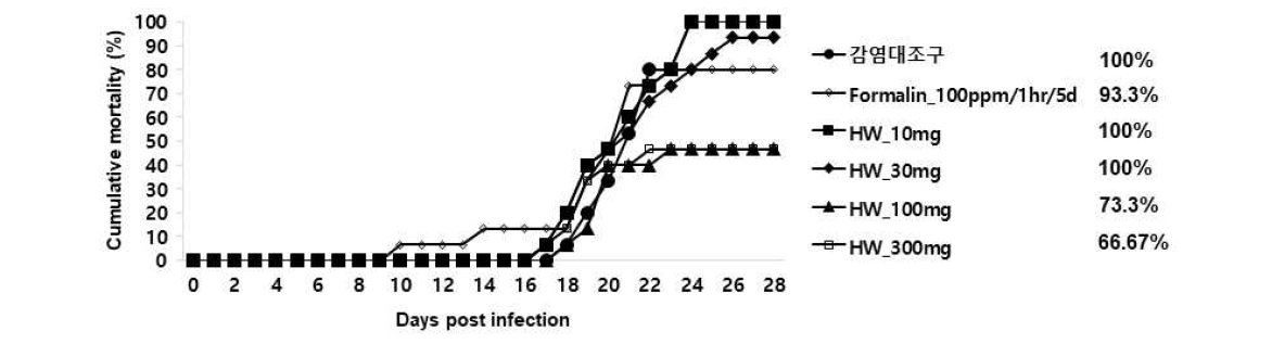 열수추출물(HW)을 2주간 경구투여한 넙치의 스쿠티카 충에 대한 누적 폐사 그래프 (1*106cells/100ul/fish)