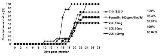 20%에탄올추출물(20E)을 2주간 경구투여한 넙치의 스쿠티카 충에 대한 누적 폐사 그래프 (1*106cells/100ul/fish)
