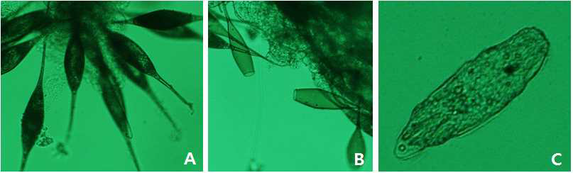 부착성의 마이크로코타일 난(A)과 부화 후 남은 난 껍질(B) 및 섬모를 가진 부화자충(C)
