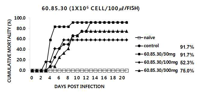 60.85.30 추출물을 30, 100 및 300mg/kg b.w./day로 12주간 투여한 넙치에 M. avidus YS2를 인위 감염시킨 후의 누적폐사율 그래프