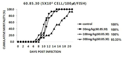 60.85.30 추출물을 30, 100 및 300mg/kg b.w./day로 1주간 투여한 넙치에 M. avidus YS2를 인위 감염시킨 후의 누적폐사율 그래프