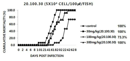 20.100.30 추출물을 30, 100 및 300mg/kg b.w./day로 2주간 투여한 넙치에 M. avidus YS2를 인위 감염시킨 후의 누적폐사율 그래프