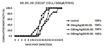 60.85.30 추출물을 30, 100 및 300mg/kg b.w./day로 2주간 투여한 넙치에 M. avidus YS2를 인위 감염시킨 후의 누적폐사율 그래프