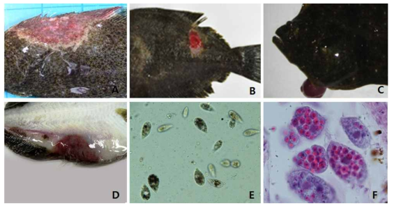 스쿠티카증에 감염된 넙치 (A-D)및 스쿠티카충 (Miamiensis avidus)(E,F)