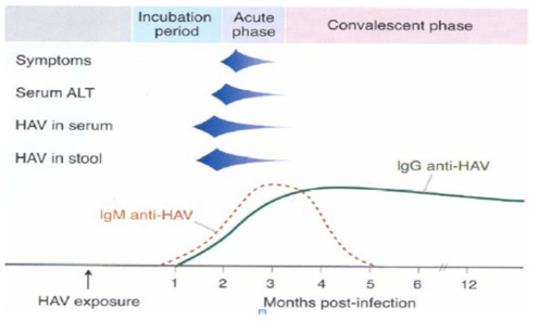 A형간염 바이러스 배출과 항체 검출시기 및 임상양상과의 관계