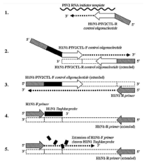 PIV2 RNA를 이용한 influenza virus 양성대조 만들기