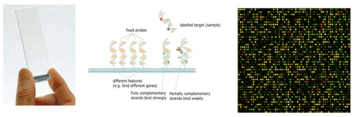 DNA methylation chip을 이용한 epigenetic analysis