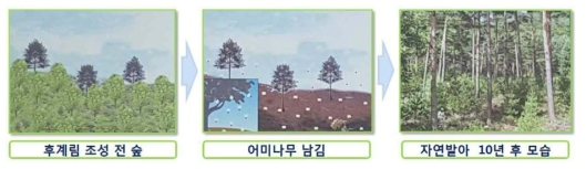 후계림 조성(천연하종갱신)