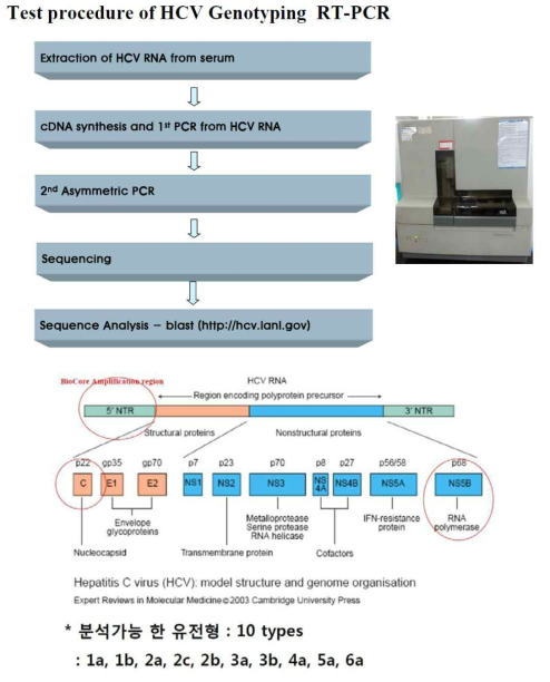 HCV 유전자형 분석 과정