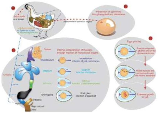 Possible mechanisms of Salmonella contamination into shell eggs; (a) Salmonella contaminated feeds then is orally taken up, enters the intestinal tract, and infects the reproductive organs, (b) Salmonella penetration through the eggshell during laying after intact with faeces or vagina layer, (c) contamination of the yolk during egg formation (vertical transmission), and (d) the horizontal transmission or penetration post lay during storage. (Gantois et al., 2009)