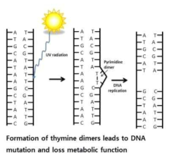 DNA mutation by ultraviolet exposure. (Adapted from Bintis et al., 2000)