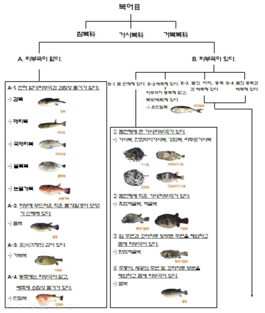 복어류 분류를 위한 검색 매뉴얼-1