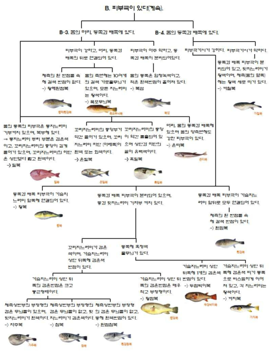 복어류 분류를 위한 검색 매뉴얼-2