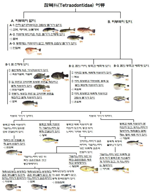 참복科(Tetraodontidae) 어류 분류를 위한 검색 매뉴얼