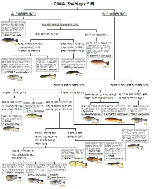 참복屬(Takifugu) 어류 분류를 위한 검색 매뉴얼