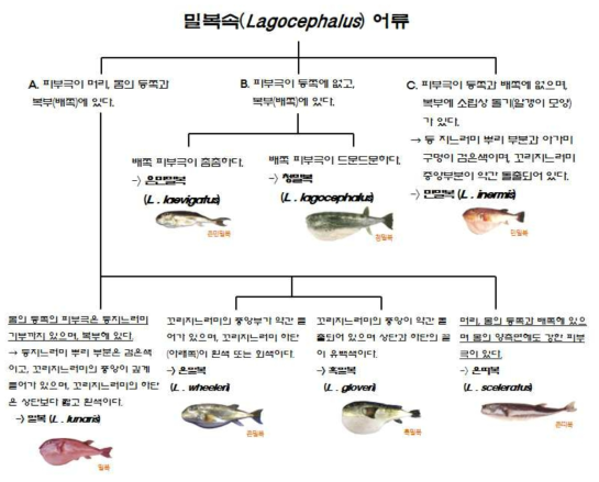 밀복屬(Lagocephalus) 어류 분류를 위한 검색 매뉴얼