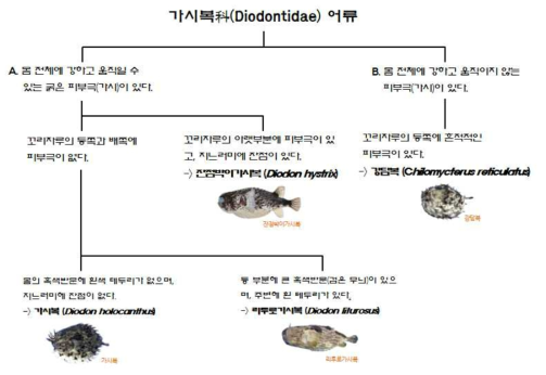 가시복科(Diodontidae) 어류 분류를 위한 검색 매뉴얼