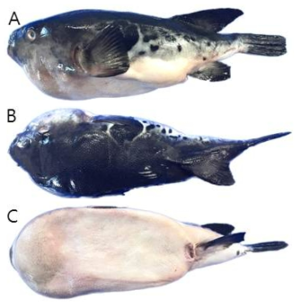 자주복과 참복의 근연종으로 추정되는 표본의 외부형태 (A: 옆쪽, B: 등쪽, C: 배쪽)