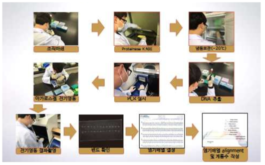 염기서열 분석 과정