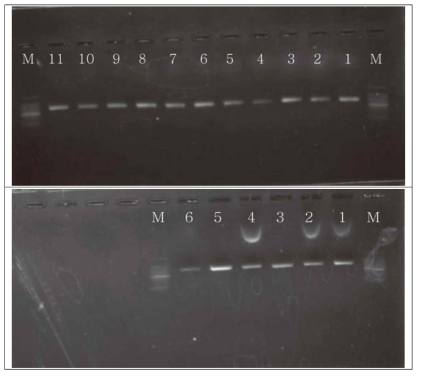 DNA 밴드 확인 결과