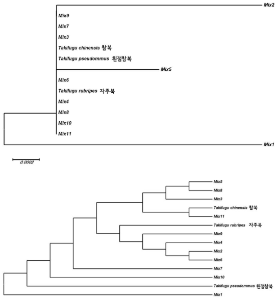 자주복, 참복의 근연종 COI 유전자 dendrogram (Mix 1-11 : 몸의 옆쪽에 흑색반점이 있고, 뒷지느러미가 검은색)