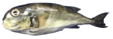 인도産 복어 Lagocephalus spadiceus