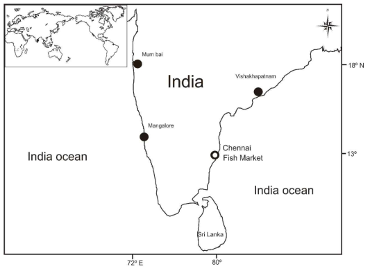 Map showing th collection site of the Tetraodontid fish, Chennai Fish Market(Fishing Habour), India