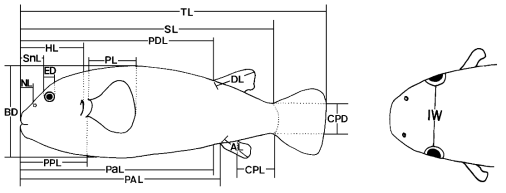 Diagram showing measurements of Tetraodontidae (Han, 1995)