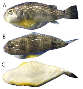 External view of Chelonodon patoca(SL : 103.0mm) (A : lateral view, B : dosal view, C : ventral view)