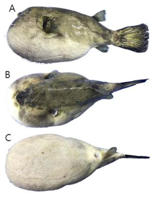 External view of Arothron immaculatus (A : lateral view, B : dosal view, C : ventral view)