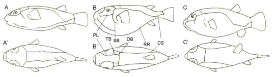 Lateral line system of Tetraodontid fishes. (DB: dorsum branch; DS: dorsal segment; PL: preocular loop; RR: raised ridges; SB: subocular branch; TB: transoccipital branch. A, A’ : Chelonodon patoca, B, B’ : Lagocephalus spadiceus, C, C’ : Arothron immaculatus)