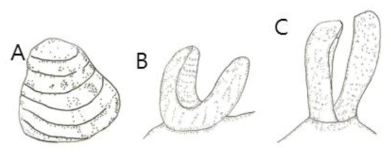 Olfactory organ of Tetraodontid fishes (A : Lagocephlaus spadiceus, B : Chelonodon patoca, C : Arothron immaculatus)