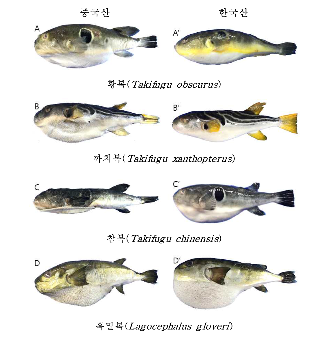 중국산 복어와 한국산 복어의 형태 비교 (A-D: 중국산; A′-D′: 한국산)