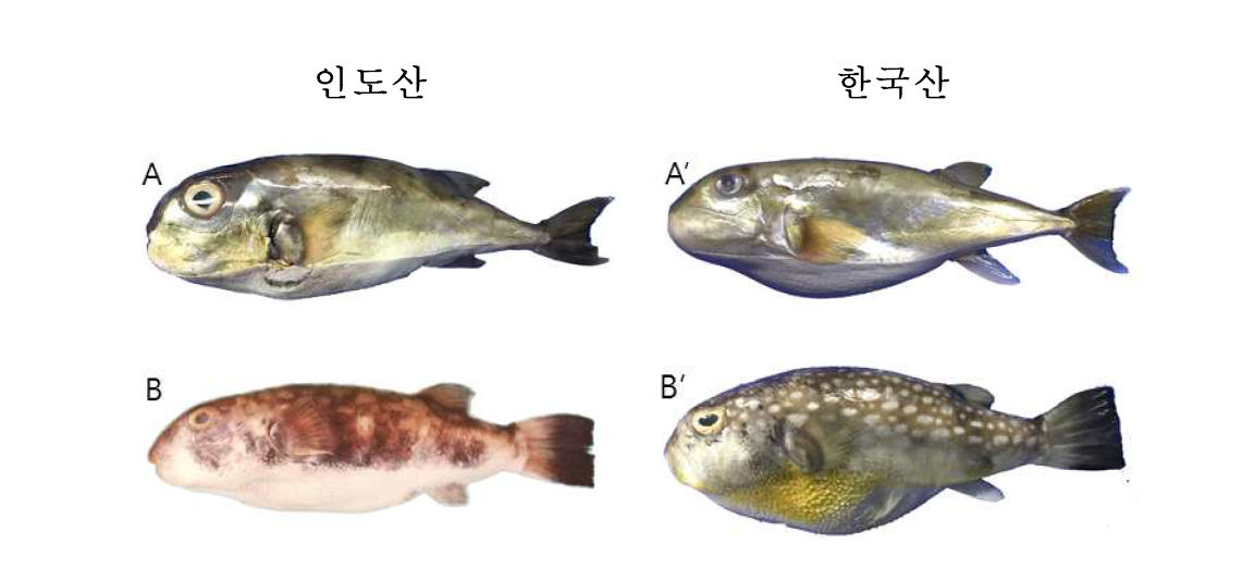 인도산 복어와 한국산 복어의 형태 비교 (A: Lagocephalus spadiceus; A′: Lagocephalus wheeleri ; B, B′: Chelonodon patoca)