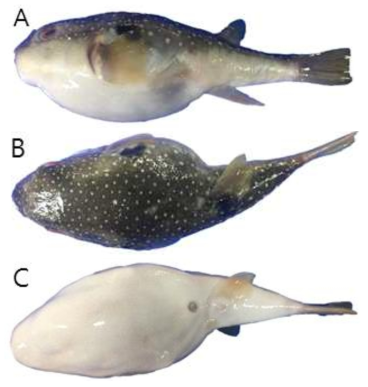 복섬(Takifugu niphobles)의 외부형태 (A: 옆쪽, B: 등쪽, C: 배쪽)