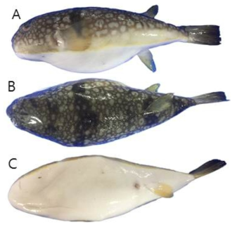 흰점복(Takifugu poecilonotus)의 외부형태 (A: 옆쪽, B: 등쪽, C: 배쪽)