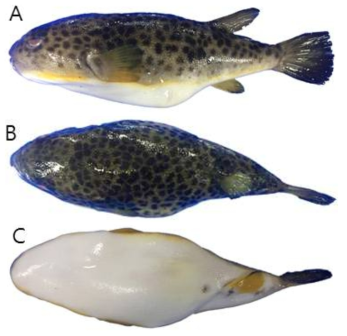 졸복(Takifugu pardalis)의 외부형태 (A: 옆쪽, B: 등쪽, C: 배쪽)